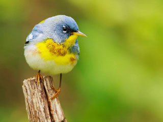 Birding at the Battlefield St. Bernard Parish Louisiana