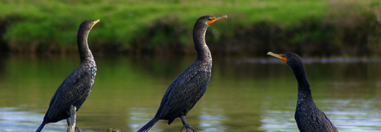 St. Bernard Parish Louisiana Photo Gallery