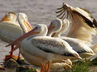 Nature Watching & Birding